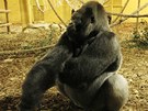 Goril� samec Niky je tak trochu tlus�och.