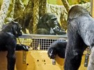 Moja (uprosted) v kontaktu s ostatními gorilami (Cabárceno, 29. 11. 2011)