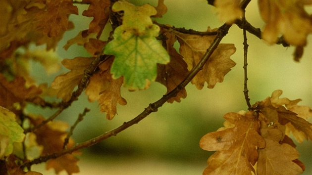 Dub letní (Quercus robur). Výrazn tvarované listy dubu.