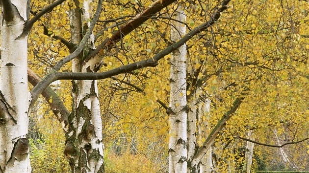 Bíza blokorá (Betula pendula). Má nápadn zbarvenou borku, kterou si nelze