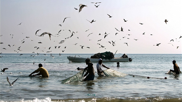 Na pobeí emirátu Fudajra loví rybái stále tradiním zpsobem (20. listopadu