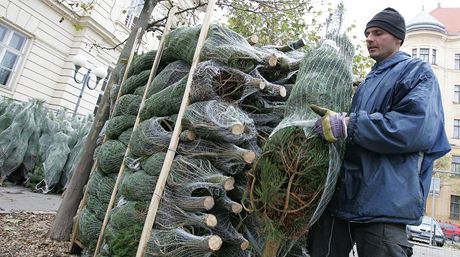 Prodej vánoních stromk na Komenského námstí v brn. Ilustraní snímek