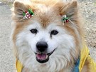 Nejstarší pes světa Pusuke, zapsaný do Guinnessovy knihy rekordů, zemřel v 26...