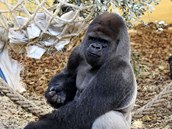 Niky sice trochu vypad� jako m�rn� obtloustl� ply�ov� medv�dek, ale je to siln�