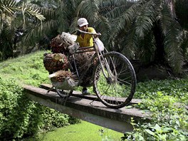 Indonésan peváí na kole palmové plody v provincii Sumatra. Dodavatelé a kupci...