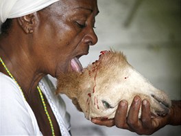 Kubánka Adela Zamoraová olizuje krev z hlavy rituáln obtované kozy bhem...