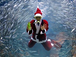 Korejský potáp v kostýmu Santa Clause krmí sardinky v obím akváriu v Soulu.