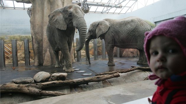 V zoo ve Dvoe Králové nad Labem váili chovatelé sloní samice. Ob mají pes