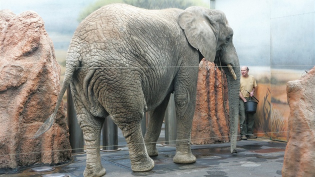 V zoo ve Dvoe Králové nad Labem váili chovatelé sloní samice. Ob mají pes