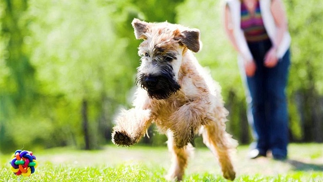 Výcvik poslunosti se pejskam vdycky vyplatí  