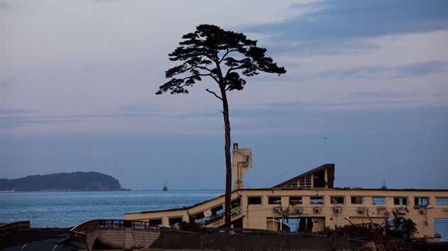 Osam�lá borovice u� dlouho japonské pob�e�í st�e�it nebude, ko�eny jí s�írá