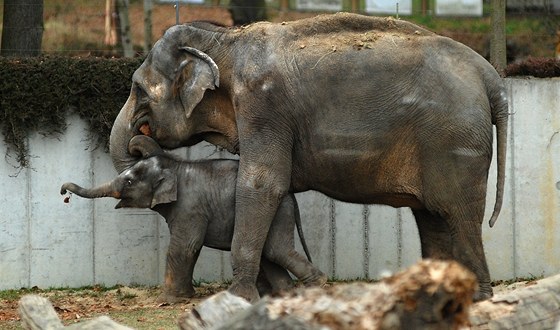 Rashmi s dospělou slonicí osm měsíců po narození.
