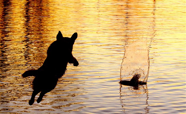 Dvouletá labradorka Sassy skáe do Wilkinsova jezera ve Virginii pro tenisový...