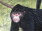 Pibliná podoba opiího Elvise na kresb vdc z WWF