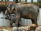 Rashmi s dosplou slonicí osm msíc po narození.