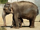 Rashmi s dosplou slonicí pár dn po narození.