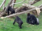 Podívejte se, jak si gorilka Moja uívá venkovní výbh v Cabárcenu