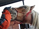 Majitelka koní Renáta Deutscharová s klisnou Eilen, která peila otravu.