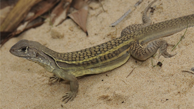 Leiolepis ngovantrii - jetrka, která se dokáe sama klonovat