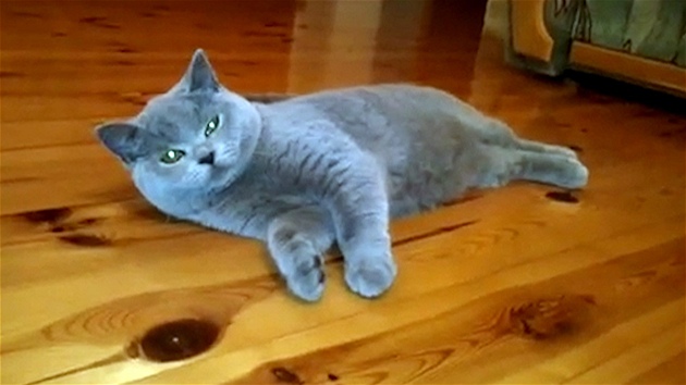 Britská modrá kočka. Z hravého kotěte vám vyroste roztomilý domácí povaleč  - iDNES.tv