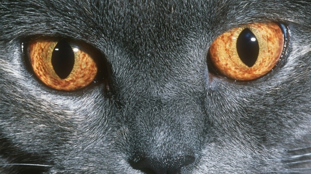 Detail obličeje britské modré kočky s oranžovýma očima. 