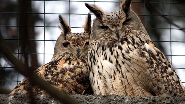 Pár výra velkého západosibiského, nová atrakce liberecké zoo