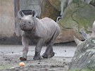 Manny, mld nosoroce dvourohho, s matkou