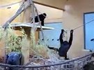 Gorilka Moja u je ve panlském Cabárcenu jako doma