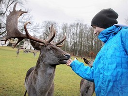 V blatensk zmeck zahrad je stdo dak, kter nvtvnci mohou krmit pmo