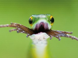 Jeho kolegové fotografové dokonce mluví o jeho snímcích jako o Bence Máté stylu.