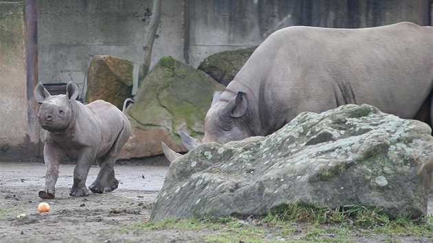 Manny, mlád nosoroce dvourohého, s matkou