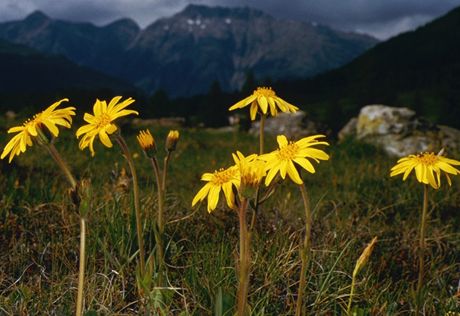 Prha horská (Arnica montana). Vytrvalá rostlina rostoucí pedevím v horském