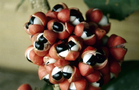 Paulinie nápojná (Paullinia cupana).Plodem jsou červené tobolky, které obsahují