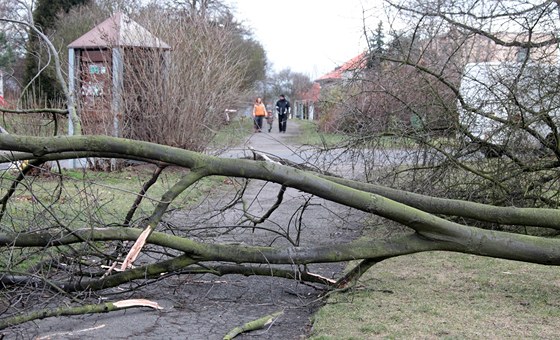 Pokácené stromy v parku Dobeka v Praze 4