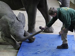 Oetovatel zoologické zahrady v nmeckém Wuppertalu se petahuje se slntem...