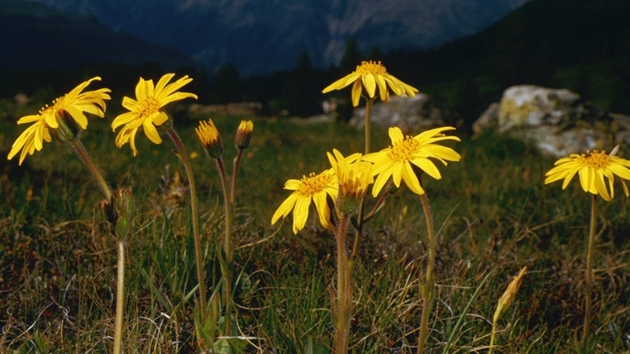 Prha horská (Arnica montana). Vytrvalá rostlina rostoucí především v horském