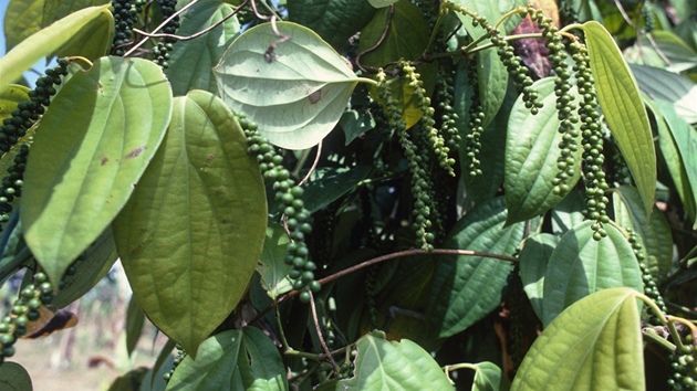 Pepřovník černý (Piper nigrum). Pepřovník je léčivou rostlinou rostoucí v