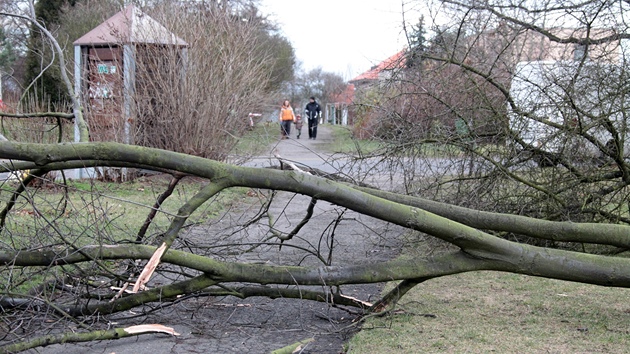 Pokácené stromy v parku Dobeka v Praze 4