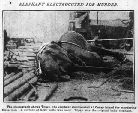 "Slon popravený za vradu," hlásal titulek v novinách informujících o události.