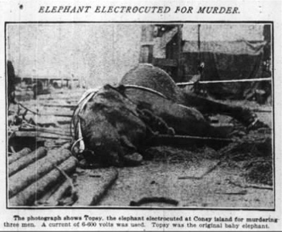 "Slon popravený za vraždu," hlásal titulek v novinách informujících o události.