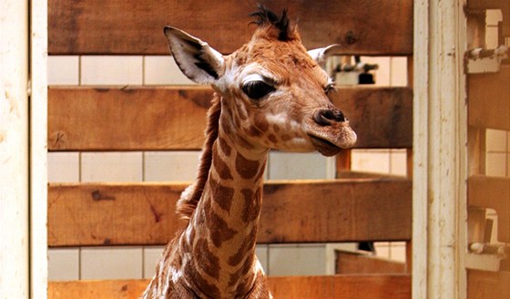 Mládě žirafy Rothschildovy v liberecké zoo