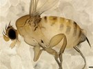 Parazit Apocephalus borealis