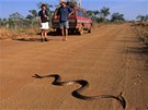 Python na australské silnici na západ kontinentu, na ceste do Bell Gorge.