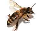 Parazitická muška (Apocephalus borealis) na zadečku včely