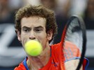 Andy Murray ve finále turnaje v Brisbane. 
