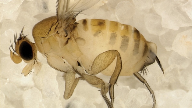 Parazit Apocephalus borealis
