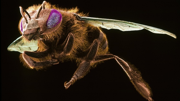 Včely napadené parazitující muškou jsou absolutně  dezorientované, snaží se jen dostat co nejvíce ke světlu. Ilustrační foto z elektronového mikroskopu