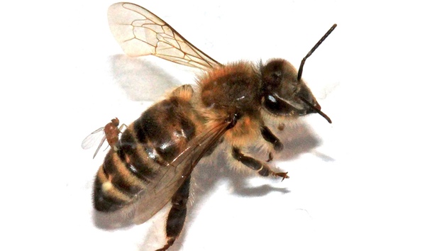 Parazitická muška (Apocephalus borealis) na zadečku včely