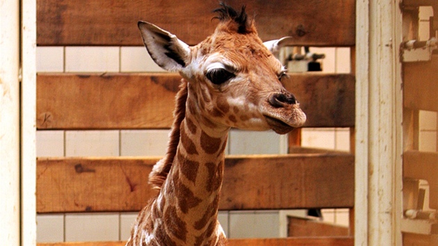 Mlád irafy Rothschildovy v liberecké zoo