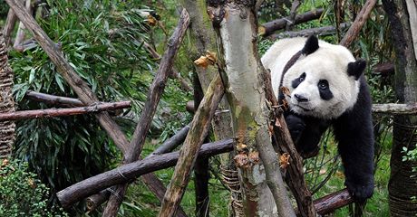 Panda hrající si v "Pandím údolí", tedy v rezervaci zízené pro pandy  v